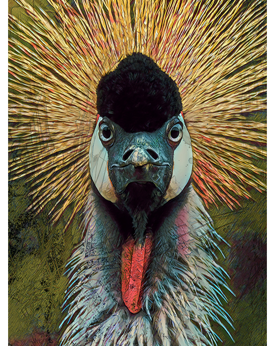 African Grey Crown Crane