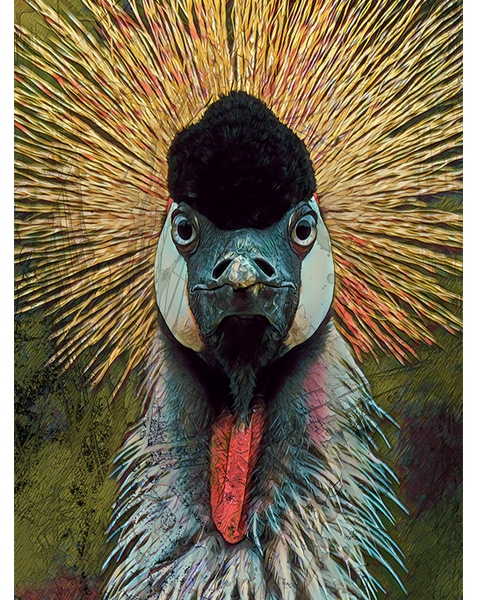 African Grey Crown Crane